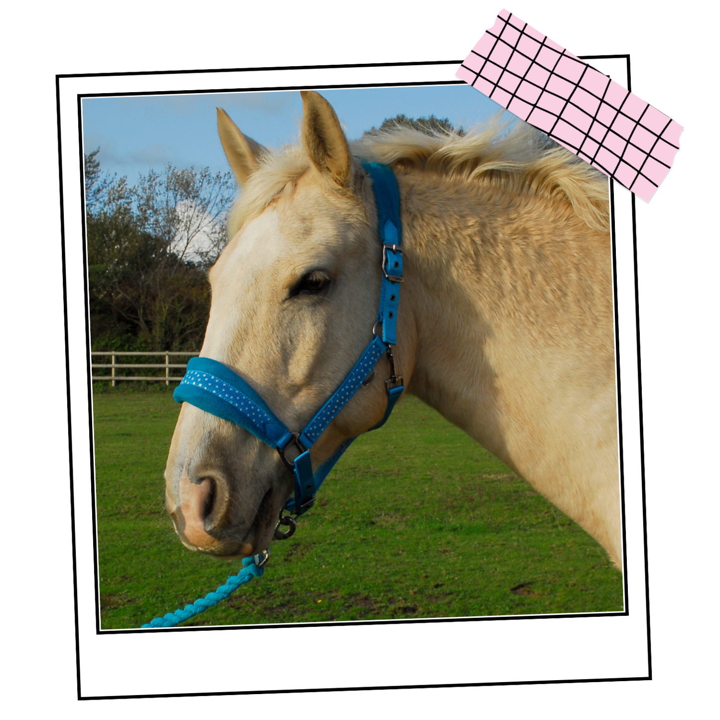 Rhinegold Star Spangled Headcollar and Rope Set