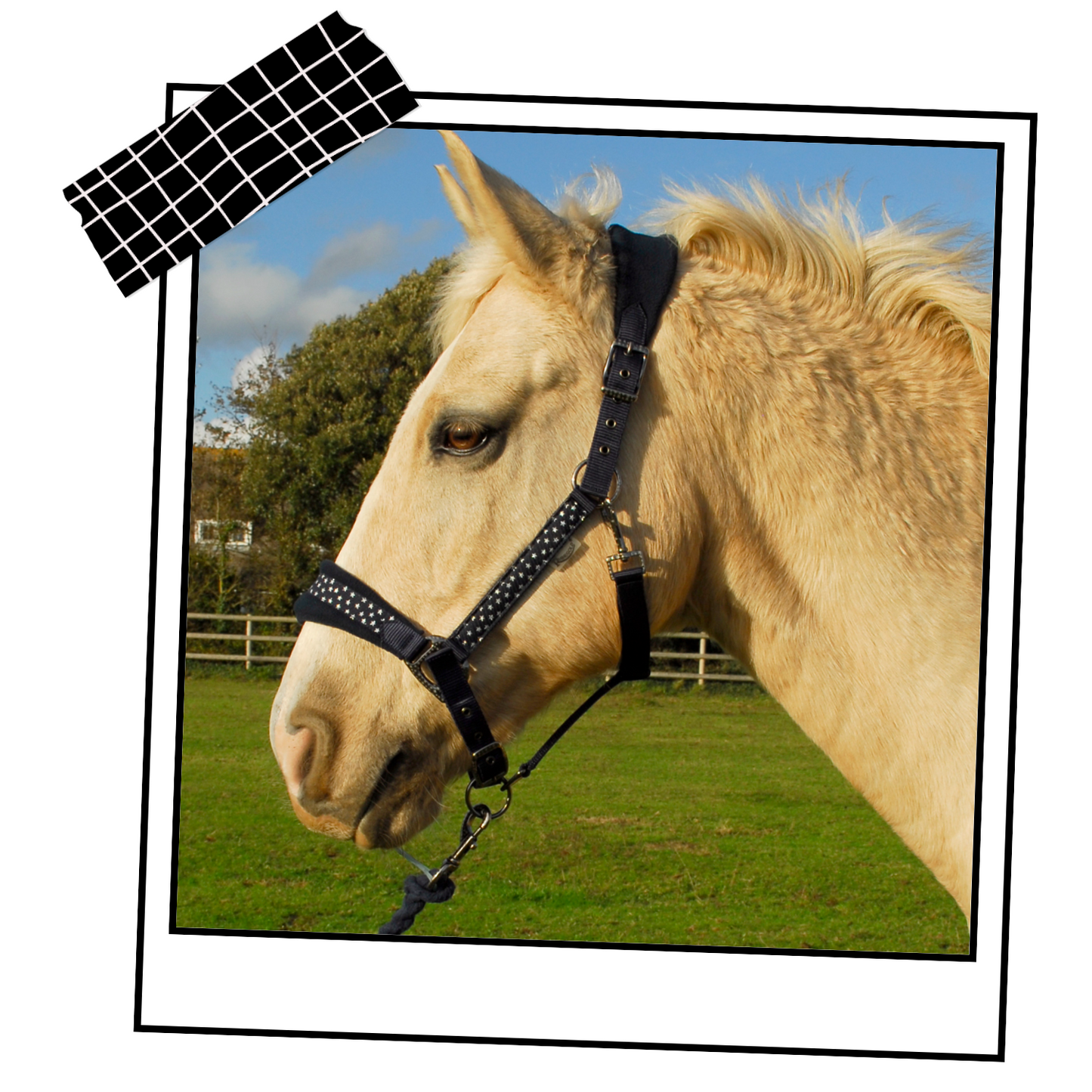 Rhinegold Star Spangled Headcollar and Rope Set