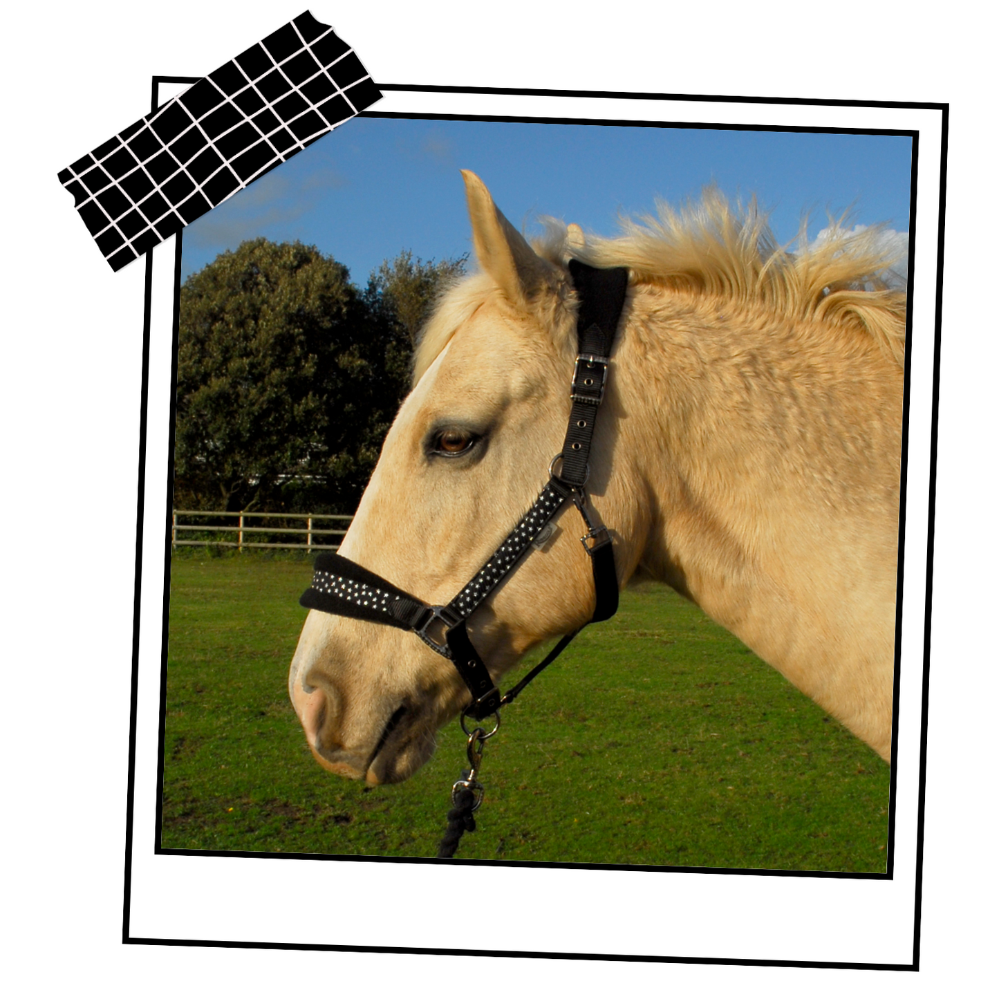 Rhinegold Star Spangled Headcollar and Rope Set