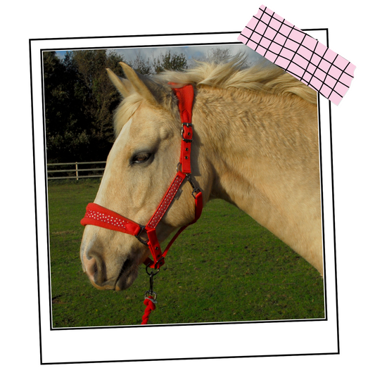 Rhinegold Star Spangled Headcollar and Rope Set