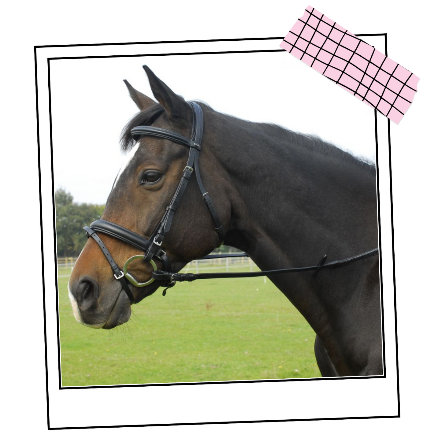 Heritage Saddlery English Leather ‘Comfort’ Bridle With Flash Noseband